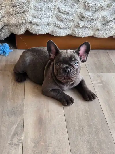Male Bouledogue Français  Bleu a vendre, View more