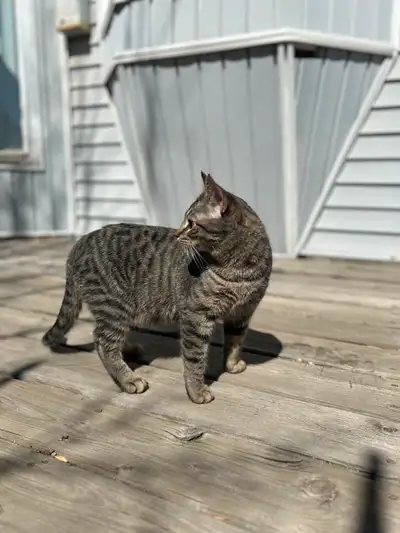 kitten needs new home, View more
