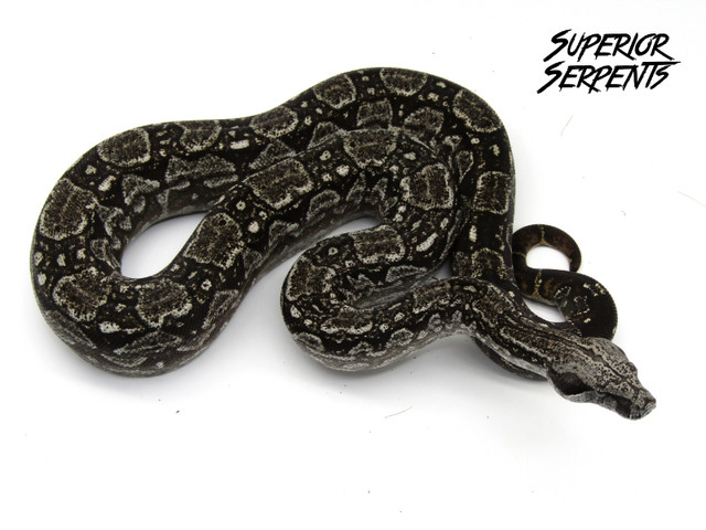 Hybrids, Pythons and Boa! in Reptiles & Amphibians for Rehoming in Calgary - Image 2