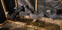 Black racing pigeons pigeons $35