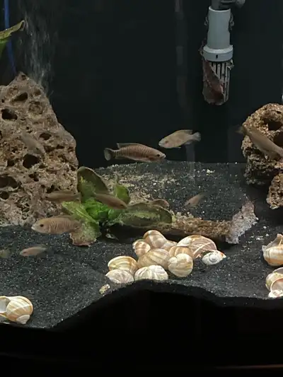 - 20+ shell dwellers - Male / Female - Established breeding group of 4 years - Sold with 30+ shells....