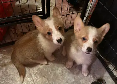 Pembroke corgis male pups, View more
