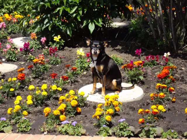 CANCELLED TEES 7 BUS MARKET SALE - ANIMAL FUNDRAISER in Events in Red Deer - Image 7