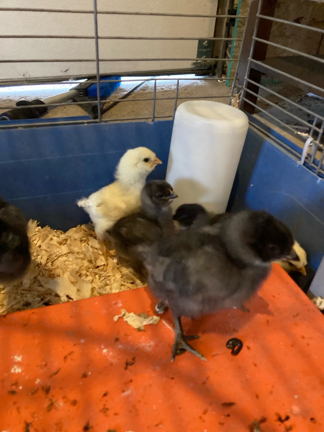 Week old chicks! in Livestock in Brockville - Image 2