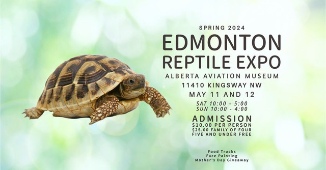 Chinese Praying Mantis in Reptiles & Amphibians for Rehoming in Edmonton - Image 3