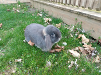 Mini lop rabbit
