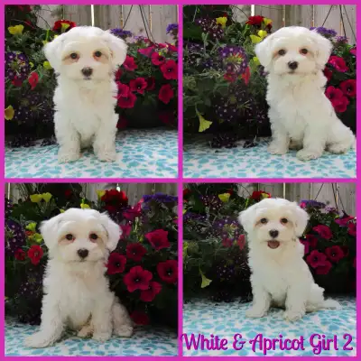 Gorgeous Nonshedding  Maltipoo Puppies!, View more