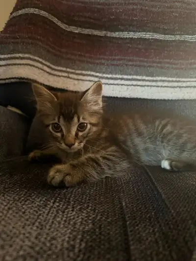 Male kitten, View more