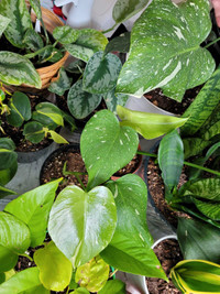 House plants, monstera Thai, pothos, philodendron, snake