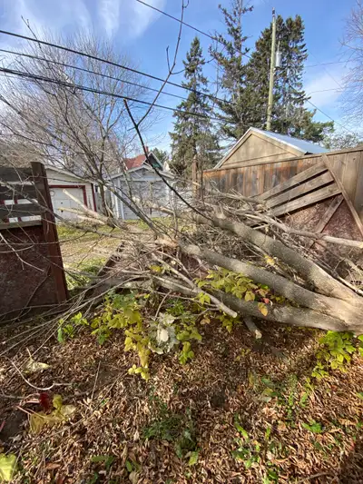 Free wood / clearing, View more