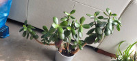 Multi Jade (4) plants 20" x 24" in one IKEA NYPON 6"x6" grey pot
