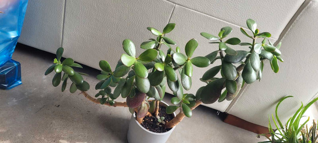Multi Jade (4) plants 20" x 24" in one IKEA NYPON 6"x6" grey pot in Other in City of Halifax