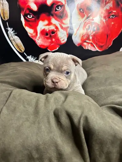 exotic bulldog, View more