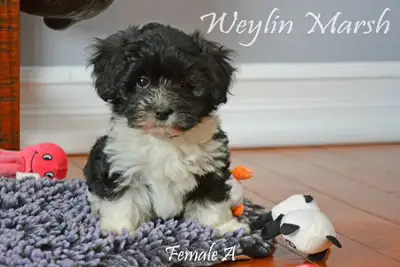 CKC Registered Purebred Havanese puppies, View more