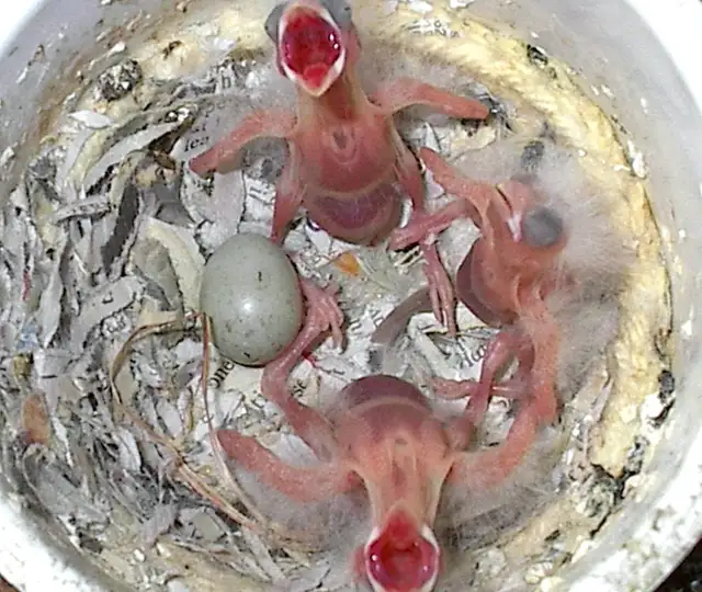 Male Canaries. Great singers. Less than 1 yr old. Come &  look. in Birds for Rehoming in Tricities/Pitt/Maple - Image 8