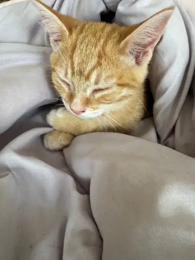 kittens up for adoption , View more