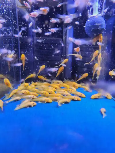 Lemon Blue Eyed Longfin Bristlenose plecos- L144, View more
