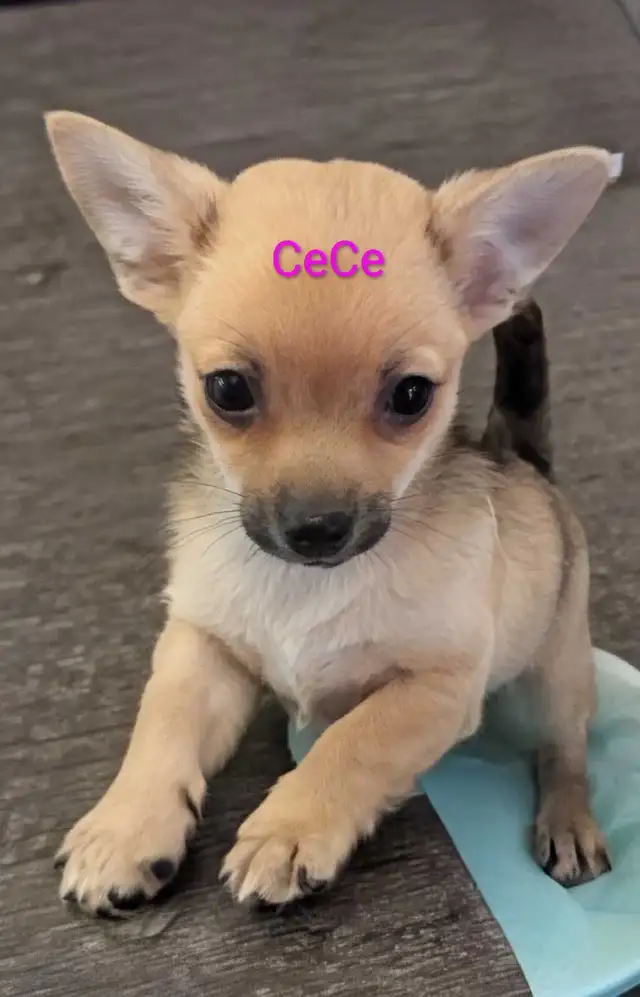 Sweet adorable Pomchi puppies in Dogs & Puppies for Rehoming in City of Toronto - Image 6