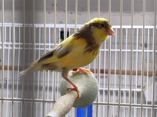 Spanish timbrados canaries in Birds for Rehoming in Calgary