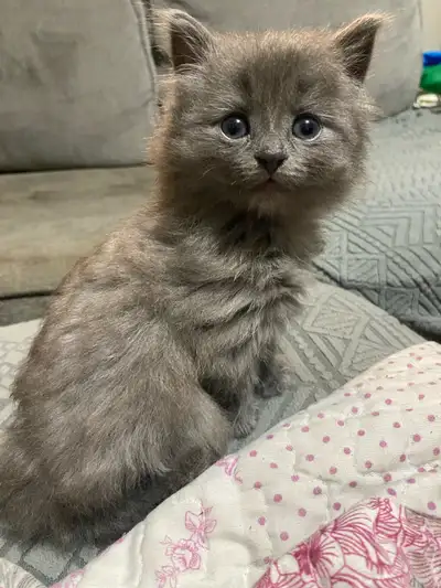 GORGEOUS female, 8 week old kitten ready for her forever home! This little lady LOVES everyone, big...
