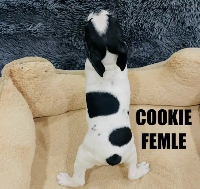 Gorgeous Boston Terrier Puppies in Dogs & Puppies for Rehoming in City of Toronto - Image 4
