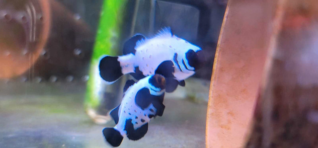 Black frostbite clownfish(bonded) in Fish for Rehoming in St. Catharines - Image 3