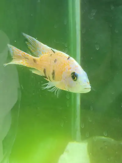 African Chichlids for sale, View more