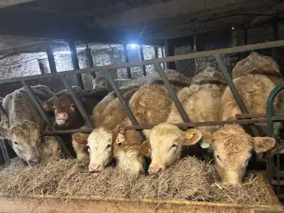 Born June/july Vaccinated & dewormed (ivermectin, bovershield gold ) Parents on site, dads a registe...