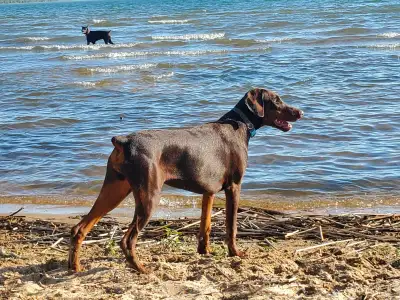 CKC Cropped Purebred European Doberman puppy, View more