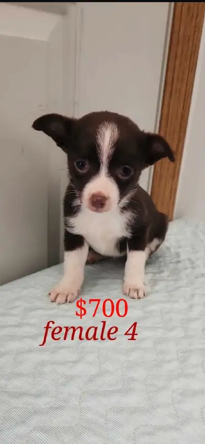 Chihuahua puppies for sale they are friendly and good with kids and other dogs they are dewormed and...