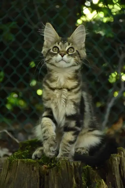 Maine coon Kittens, View more