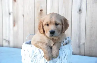 Purebred Golden Retriever Puppies, View more