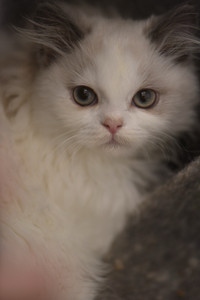 12 weeks Longhair Persian kittens 