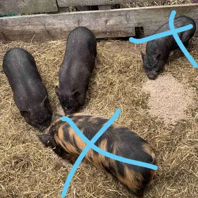potbelly pigs , View more