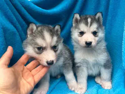 Reserve your puppy now. Ready to go in at 8 weeks (2.5 weeks from now). Stunning gorgeous White Grey...