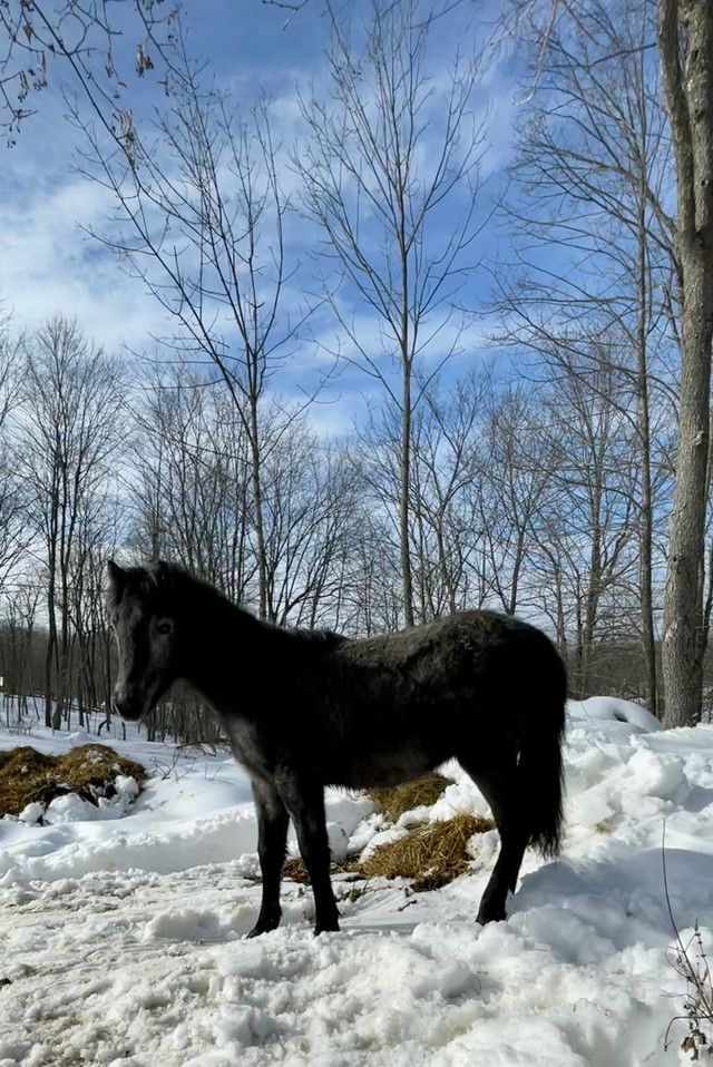 Newfoundland Pony Stallion  in Other in Kingston - Image 4