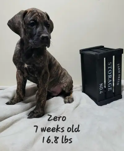 Great dane puppies, View more
