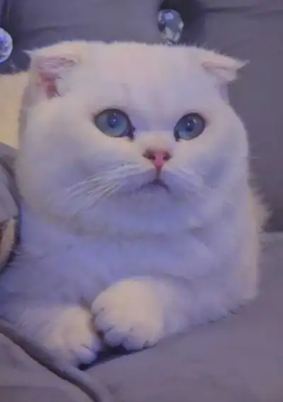 Scottish fold female kitten, View more