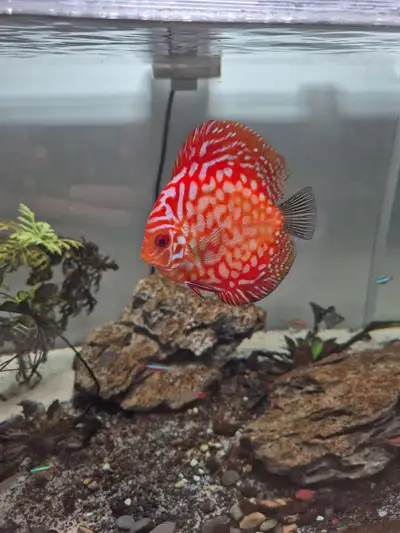 discus fish for sale, View more