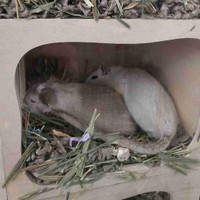 Gerbils for rehome 