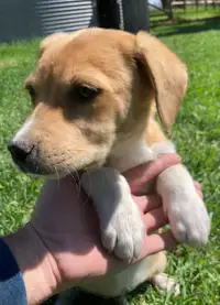 Beagle mix puppies 