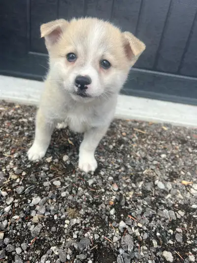 Adorable Pomsky puppies available and ready to go! we have 2 males and one female available. They ha...