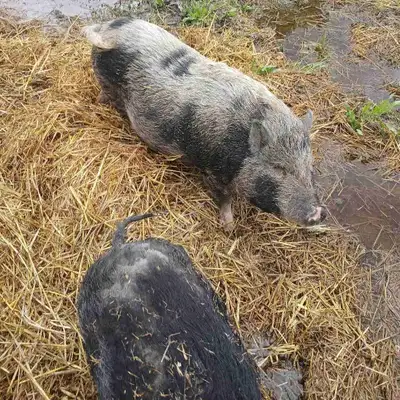 potbelly pigs, View more
