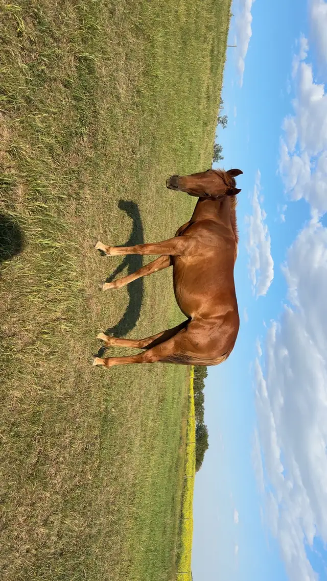yearling filly horse - Dash N Famous in Horses & Ponies for Rehoming in Prince Albert - Image 2