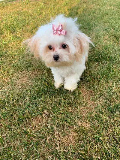 Tiny Maltipoo puppy, View more