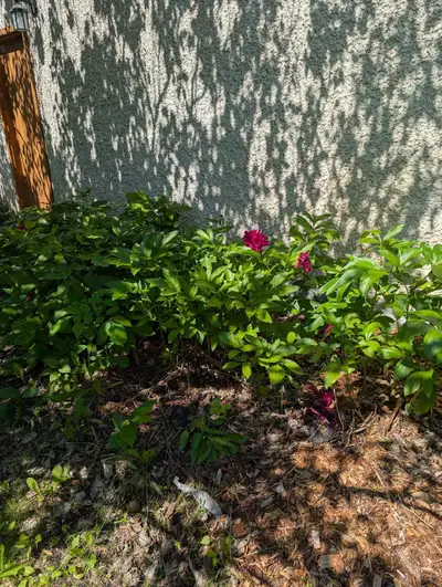 flowers / trees , View more