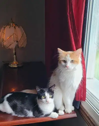 Pair cats to Rehome , Read full Ad., View more