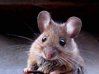 Pet or Feeder Mice