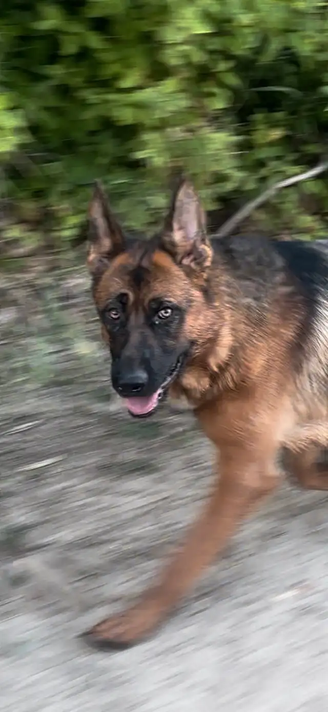 German Shepherd CKC Puppies  in Dogs & Puppies for Rehoming in Hamilton - Image 7