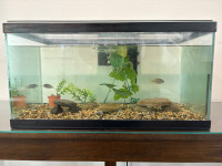 20 gallon Aquarium with Cichlid Fish